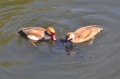 red-crested pochard, pochards-05